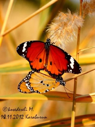 Sultan (Danaus chrysippus)