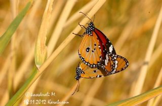 Sultan (Danaus chrysippus)