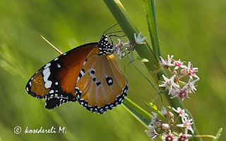 Sultan (Danaus chrysippus)
