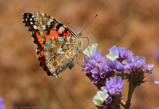 Diken Kelebei (Vanessa cardui)