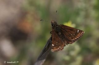 Pasl Zpzp (Erynnis tages)