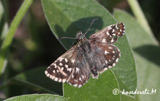 Ege Zpzp (Pyrgus melotis)
