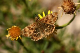 Hatmi Zpzp (Carcharodus alceae)