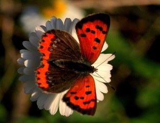 Benekli Bakr Gzeli (Lycaena phlaeas)