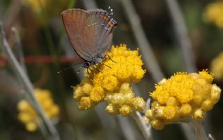 Byk Sevbeni (Satyrium ilicis)