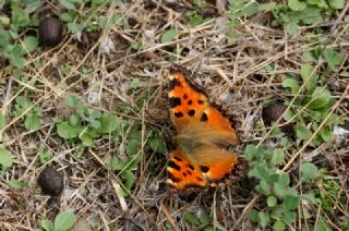 Karaaa Nimfalisi (Inachis polychloros)