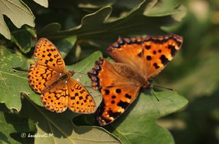 Karaaa Nimfalisi (Inachis polychloros)