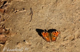 Karaaa Nimfalisi (Inachis polychloros)