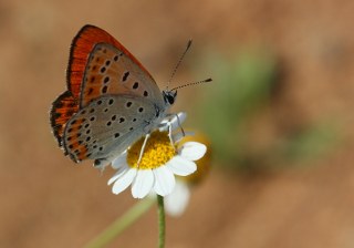 K���k Ate� G�zeli&nbsp;(Lycaena&nbsp;thersamon)