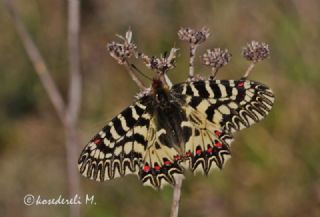 Gney Fistosu (Zerynthia polyxena)