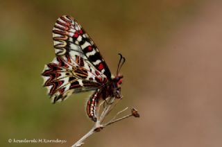 Gney Fistosu (Zerynthia polyxena)