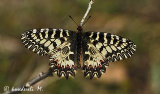 Gney Fistosu (Zerynthia polyxena)