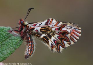 Gney Fistosu (Zerynthia polyxena)