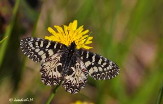 Gney Fistosu (Zerynthia polyxena)