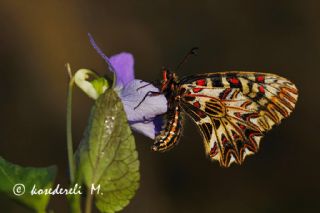 Gney Fistosu (Zerynthia polyxena)