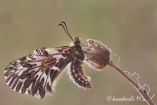 Gney Fistosu (Zerynthia polyxena)