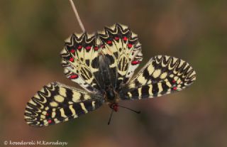 Gney Fistosu (Zerynthia polyxena)