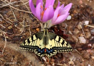 Krlangkuyruk (Papilio machaon)