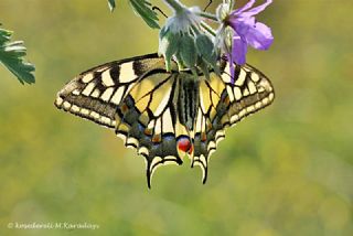 Krlangkuyruk (Papilio machaon)