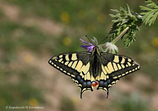 Krlangkuyruk (Papilio machaon)
