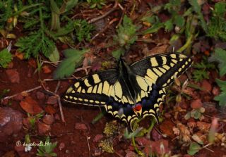 Krlangkuyruk (Papilio machaon)
