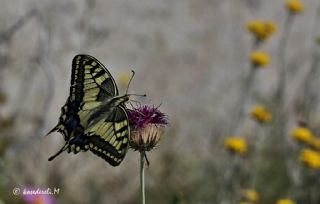 Krlangkuyruk (Papilio machaon)