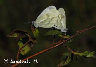 Narin Orman Beyaz (Leptidea sinapis)