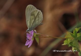 Narin Orman Beyaz (Leptidea sinapis)