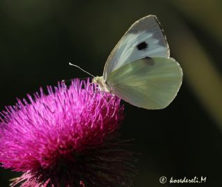 Byk Beyazmelek  (Pieris brassicae)