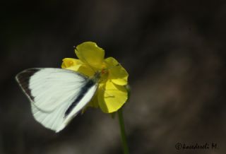 Byk Beyazmelek  (Pieris brassicae)