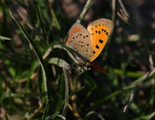Osmanl Atei (Lycaena ottomanus)