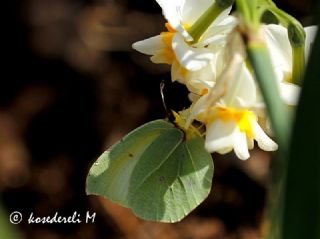 Kleopatra (Gonepteryx cleopatra)