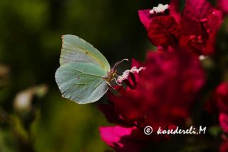 Kleopatra (Gonepteryx cleopatra)