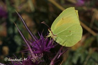 Kleopatra (Gonepteryx cleopatra)