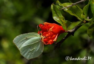 Kleopatra (Gonepteryx cleopatra)