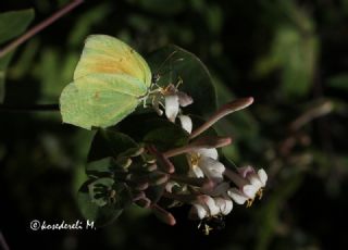 Kleopatra (Gonepteryx cleopatra)