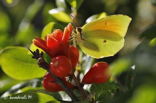 Kleopatra (Gonepteryx cleopatra)