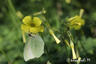 Kleopatra (Gonepteryx cleopatra)