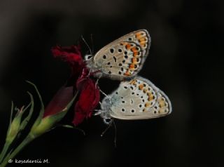 Doulu Esmergz (Plebejus carmon)