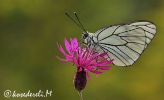 Al Beyaz (Aporia crataegi)