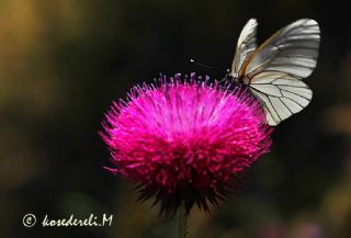 Al Beyaz (Aporia crataegi)