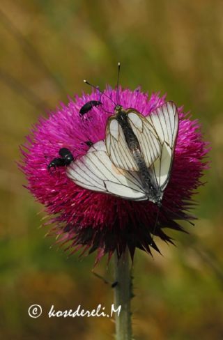 Al Beyaz (Aporia crataegi)