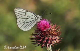 Al Beyaz (Aporia crataegi)
