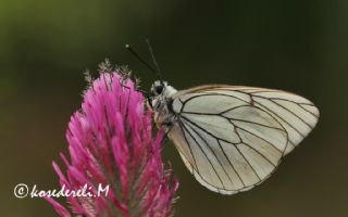 Al Beyaz (Aporia crataegi)