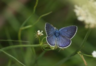 okgzl Gzel Mavi (Polyommatus bellis)