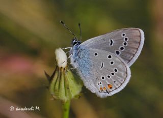 okgzl Gzel Mavi (Polyommatus bellis)