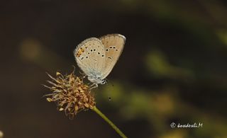 okgzl Gzel Mavi (Polyommatus bellis)