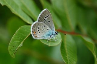 okgzl Gzel Mavi (Polyommatus bellis)