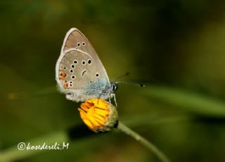 okgzl Gzel Mavi (Polyommatus bellis)