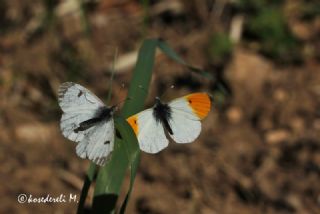 Turuncu Ssl (Anthocharis cardamines)